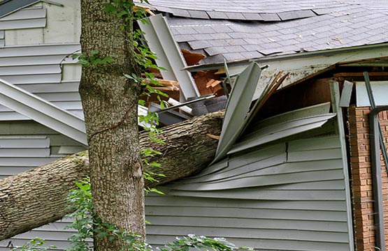 Tree damage on small house.